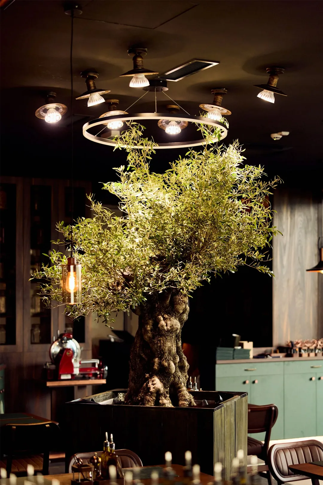 Osteria Olivia - drvo masline